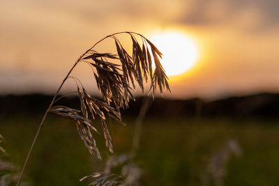Close-up of wilted plant on field against sunset sky
