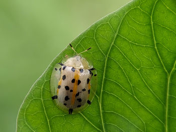 Close-up of butterfly on leaf