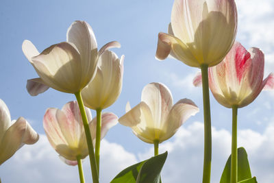 Close-up of flowering plants against sky