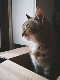 Close-up of cat looking away at home