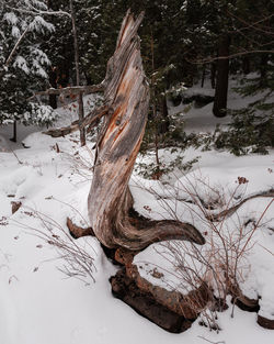 Dead tree on snow covered field