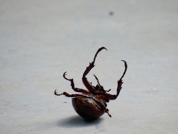 Close-up of dead european rhinoceros beetle on floor