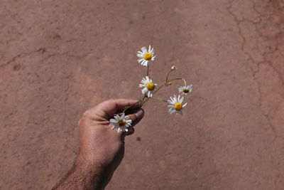 Close-up of daisy flowers