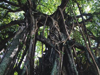 Low angle view of tree trunks in forest