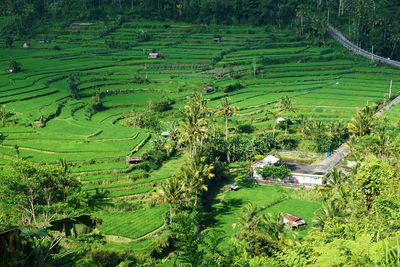 High angle view of agricultural field