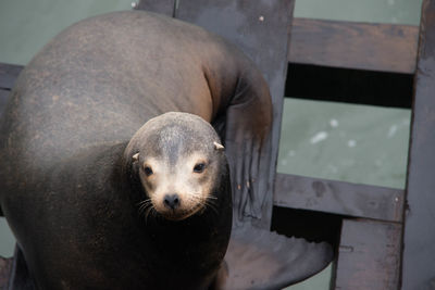 High angle view of animal in zoo