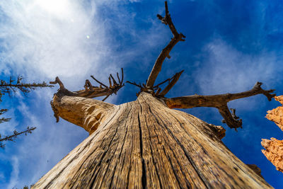 Low angle view of bare tree against sky