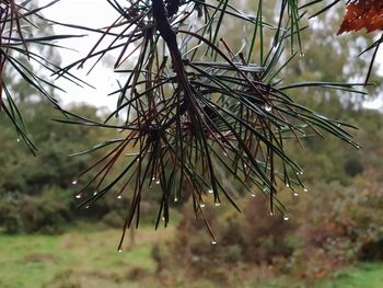 Close-up of raindrops on pine tree