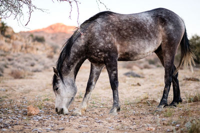 Horse grazing in a field