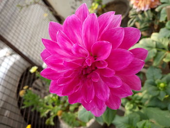 Close-up of pink flower blooming outdoors