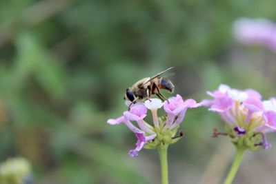 Close-up of bee pollinating on purple flower