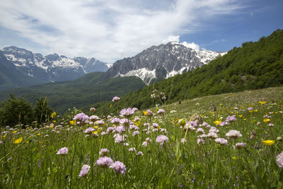 Scenic view of flowering plants on field against cloudy sky