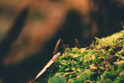 Close-up of insect on plant