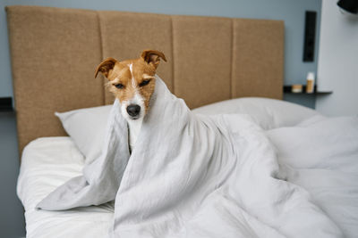 Cute dog in bedroom. pet under blanket in bed