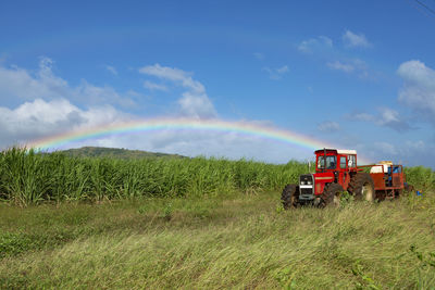 Tractor in sugarcane field with rainbow and blue sky.