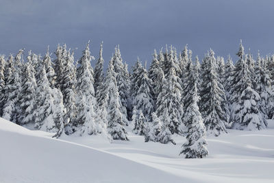 Magical winter landscape with snow covered trees at daytime.