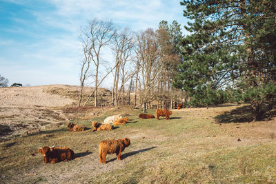 View of cows on field by trees against sky