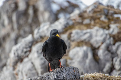 Close-up of bird perching on rock