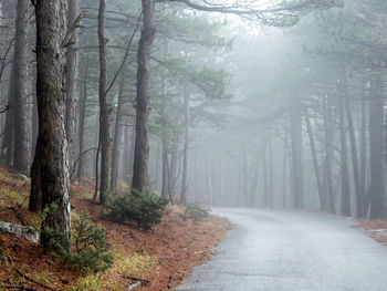 Road amidst trees in forest