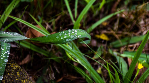 Close-up of water drops on grass