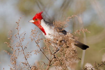 Close-up of bird perching on plant