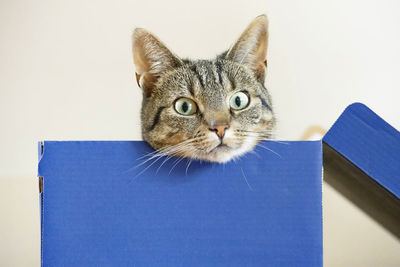 Close-up portrait of cat against white wall