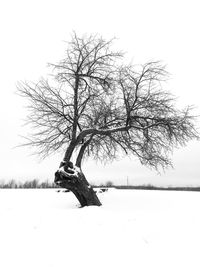 Tree in snow