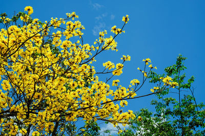 Low angle view of flowering tree against blue sky