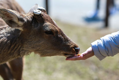 Close-up of hand feeding