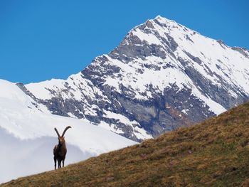 Man walking on snowcapped mountain against clear sky