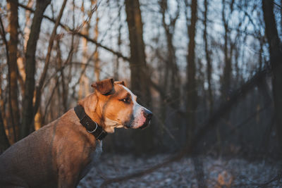 Hiking dog in the forest in the evening sun. active pets, trekking with dogs