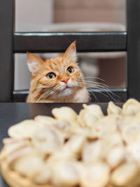  ginger cat sits near cooked pelmeni on plate. fluffy pet is asking for traditional russian food