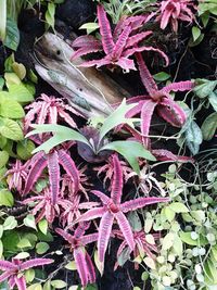 High angle view of succulent plant