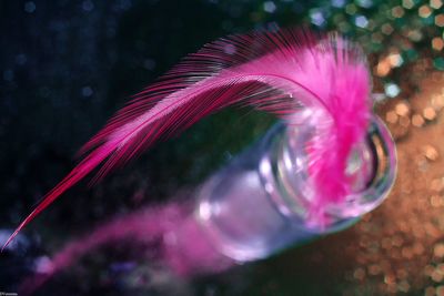 Close-up of pink feather on glass