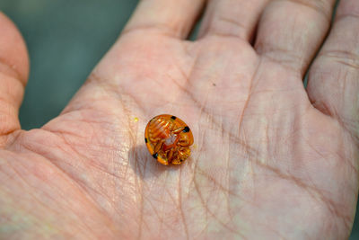 Close-up of insect on human hand