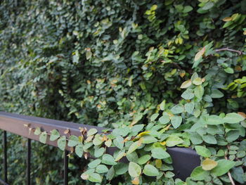 Close-up of ivy growing on railing