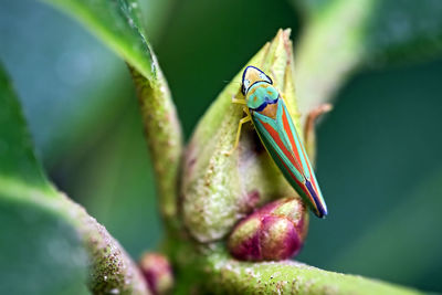 Close-up of insect on leaf