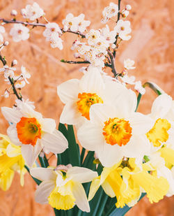 Close-up of cherry blossoms