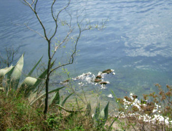 Close-up of ducks in lake