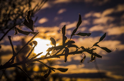 Close-up of sun shining through trees