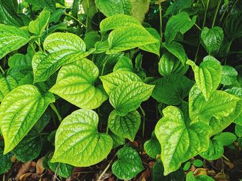 Full frame shot of green leaves