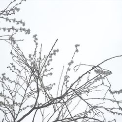 Low angle view of bare trees against clear sky