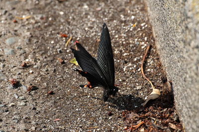 High angle view of bird flying over land