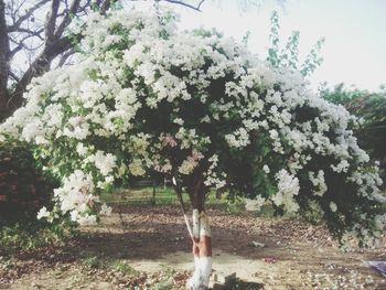 Flowers growing on tree