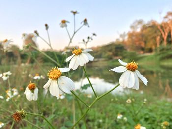 Close-up of white flowering plants on field