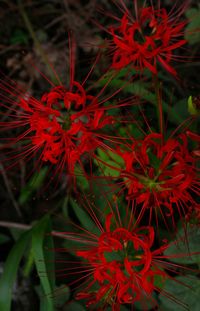 High angle view of red flowering plant