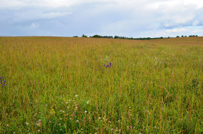 Scenic view of grassy field against sky