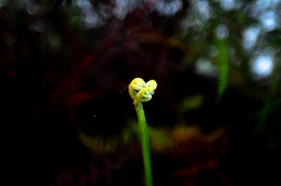 Close-up of yellow flowering plant