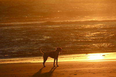 Dog on beach