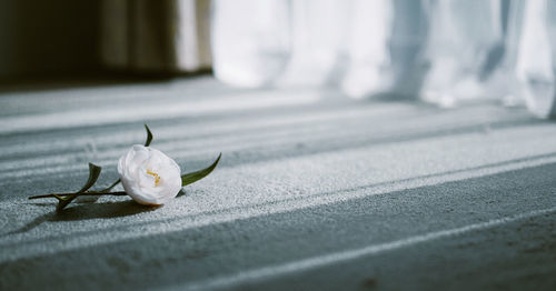Close-up of white rose on floor